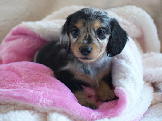 vom treuen wachter long haired mini dachshunds